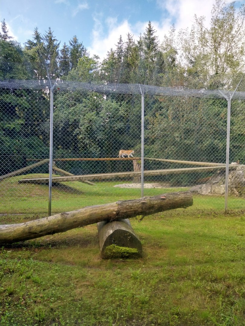 Cat House - Siberian tiger (Panthera tigris altaica)
