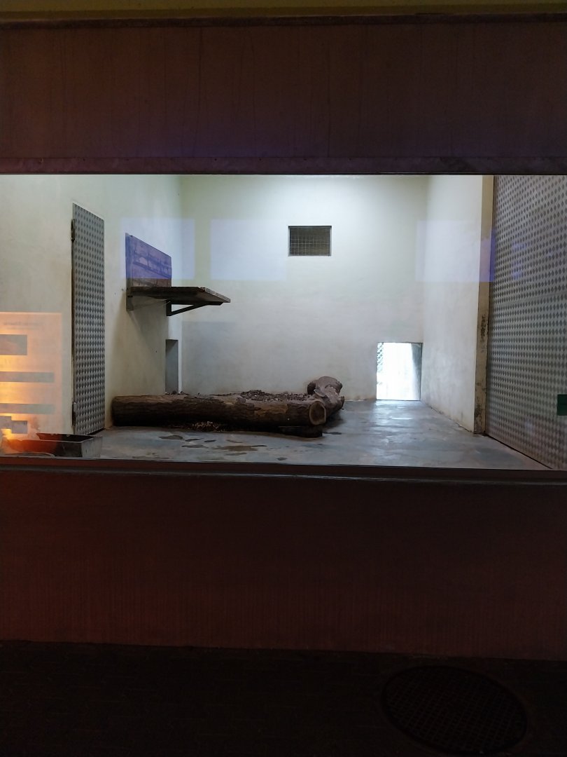 Cat House - Siberian tiger