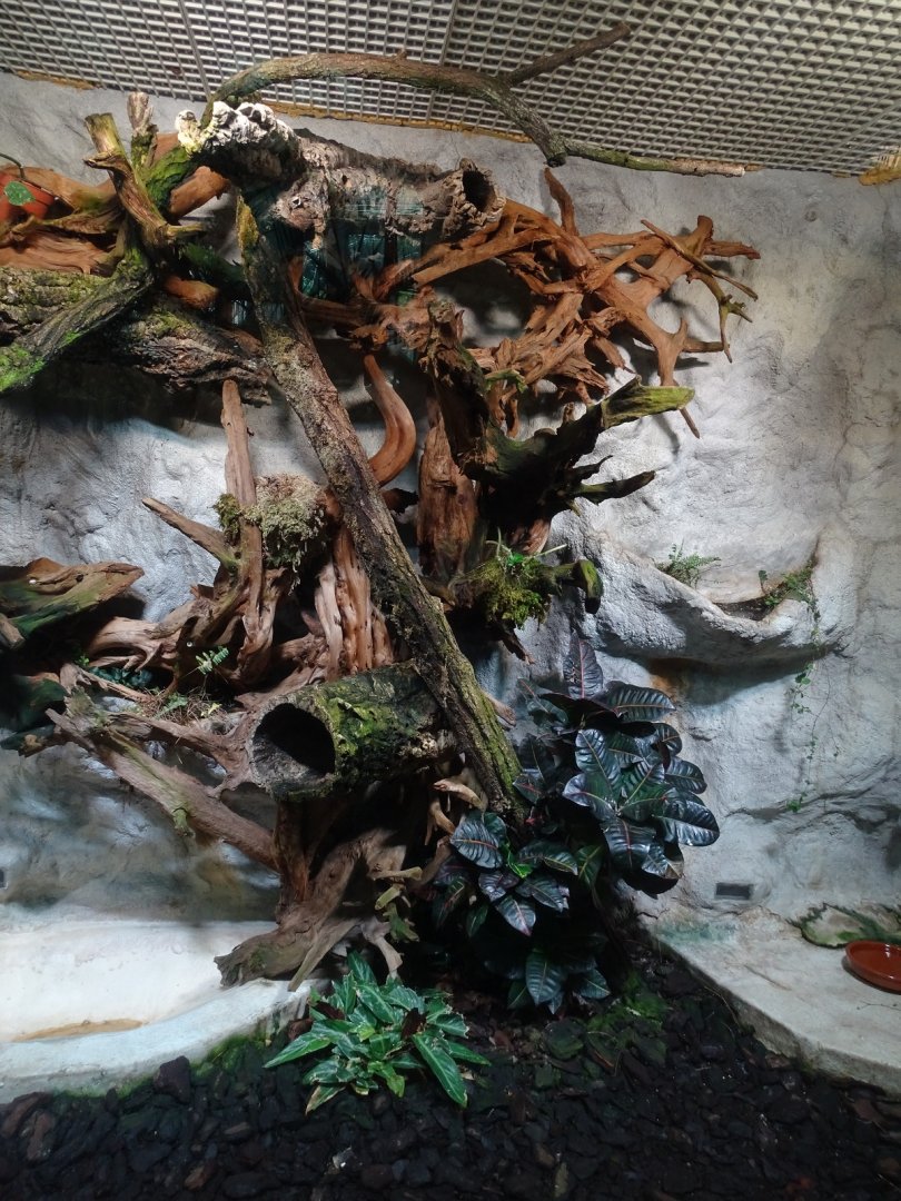 Cat House; Solomon Island skink enclosure (04/22)