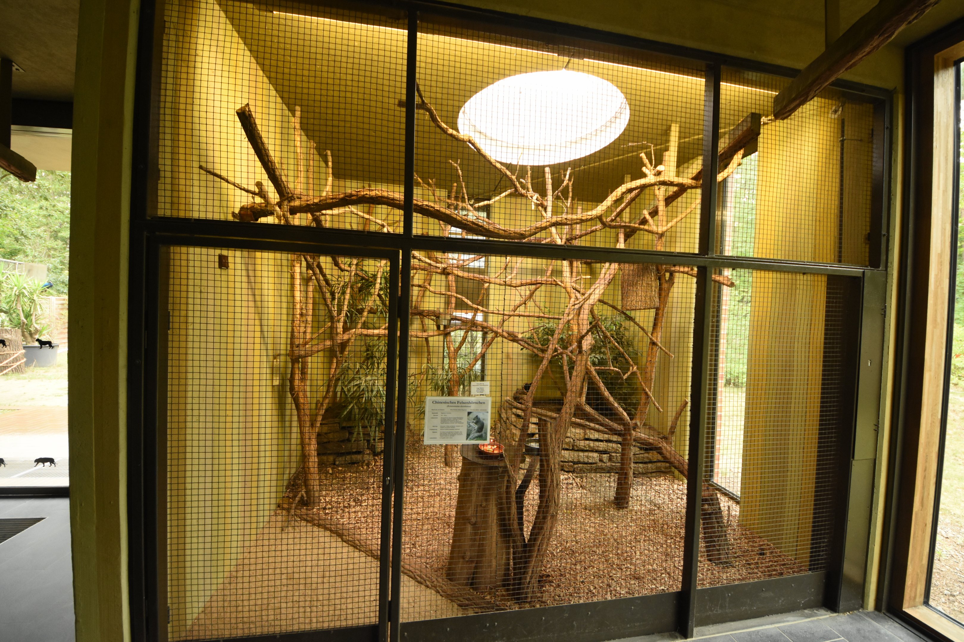 Cat house - Squirrel indoors