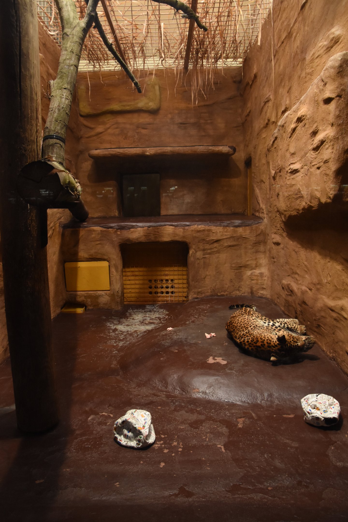 Cat house - Sri Lankan leopard