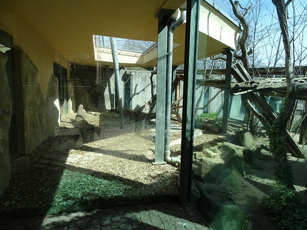 Cat House: Sumatran tiger Enclosure (04/22)
