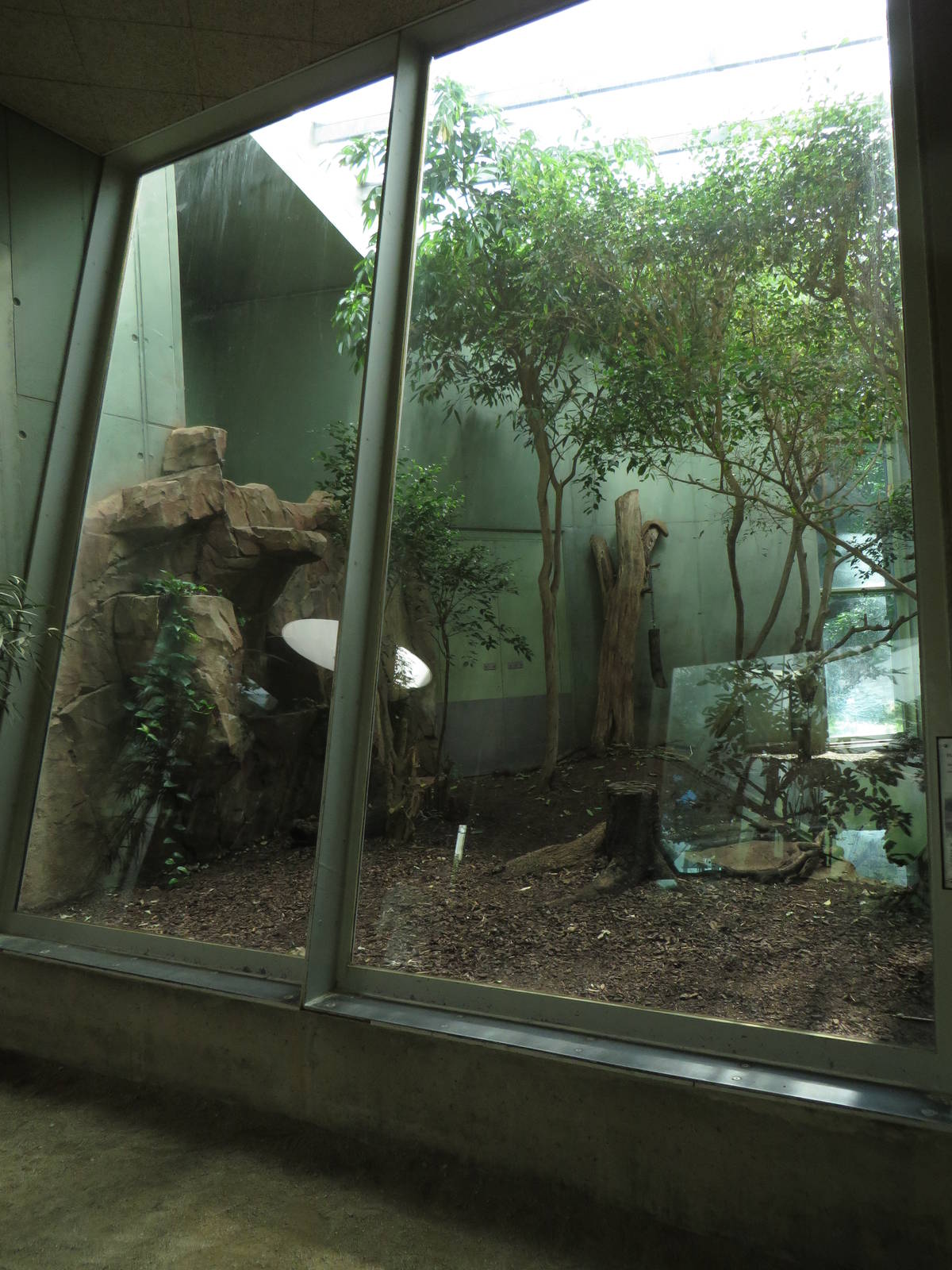 Cat house - tiger indoors