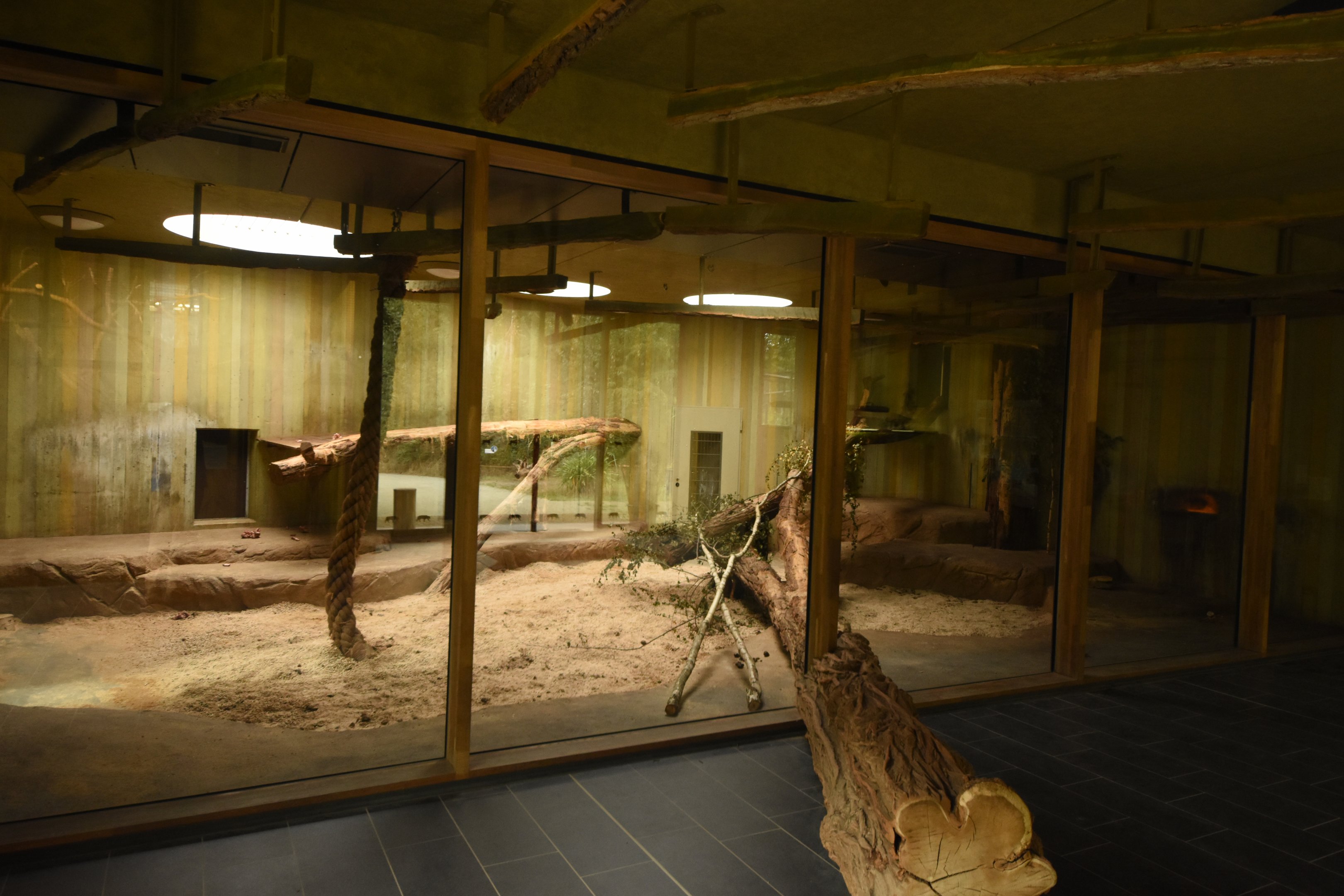 Cat house - Tiger indoors