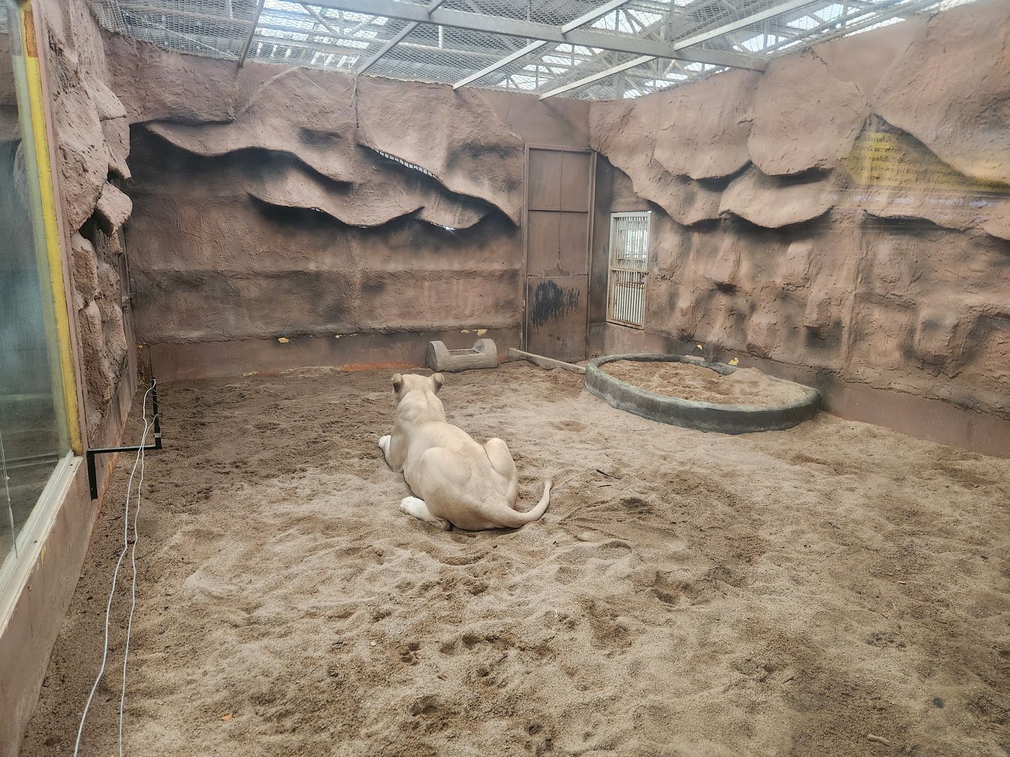 Cat-House White Lion Exhibit