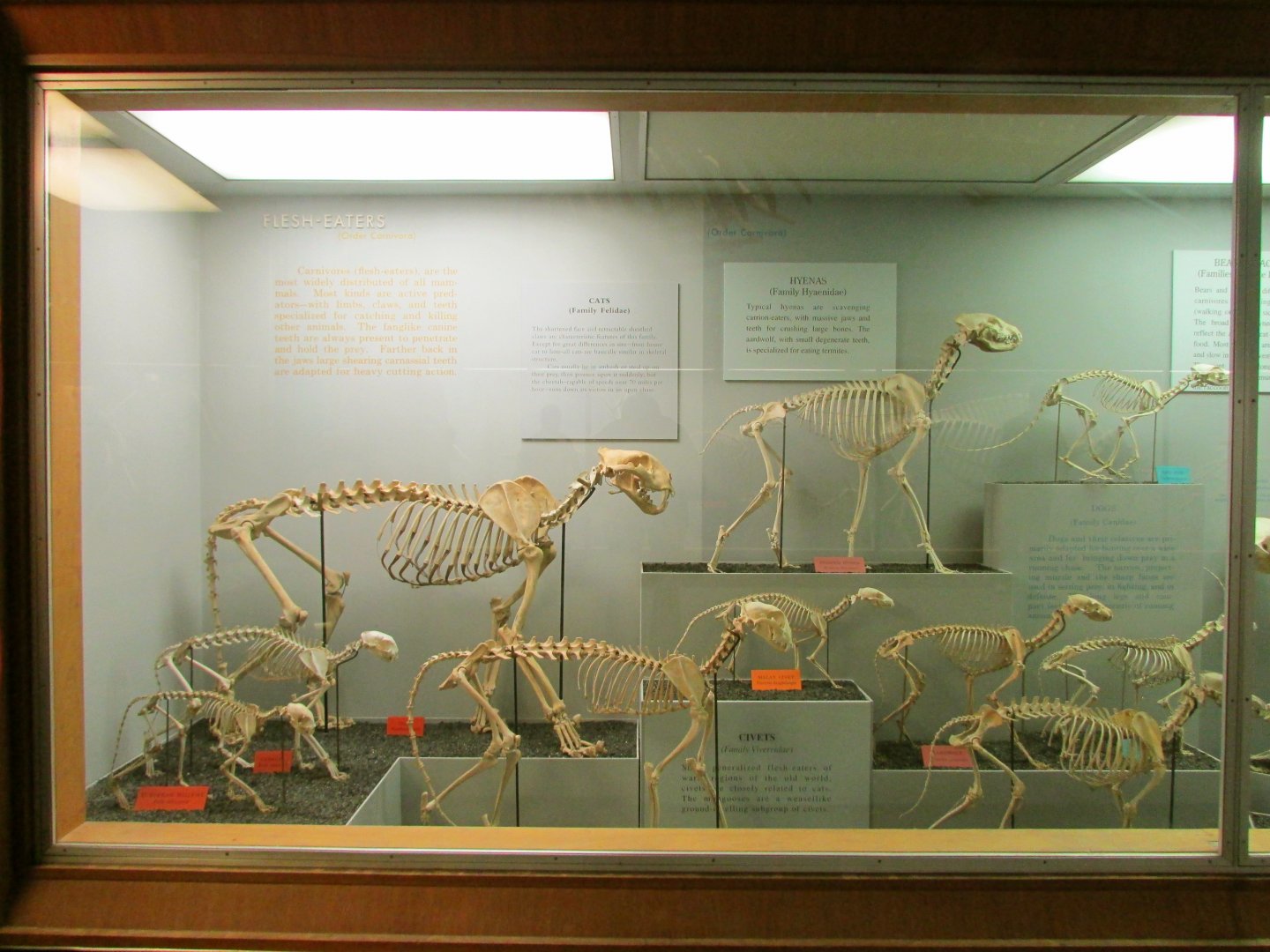 Cat & Hyena Skeletons