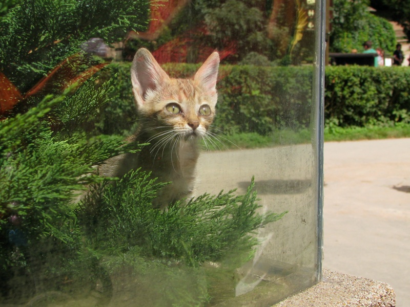 Cat in Aquarium at Zoo Jihlava