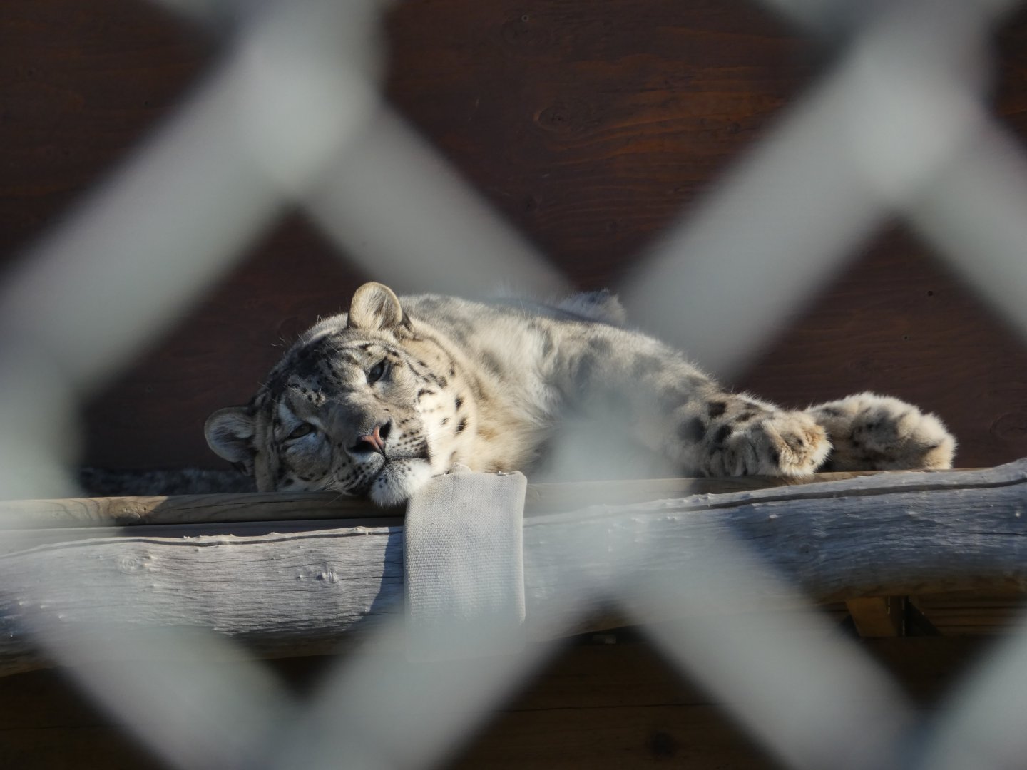 Cat nap (Snow leopard)