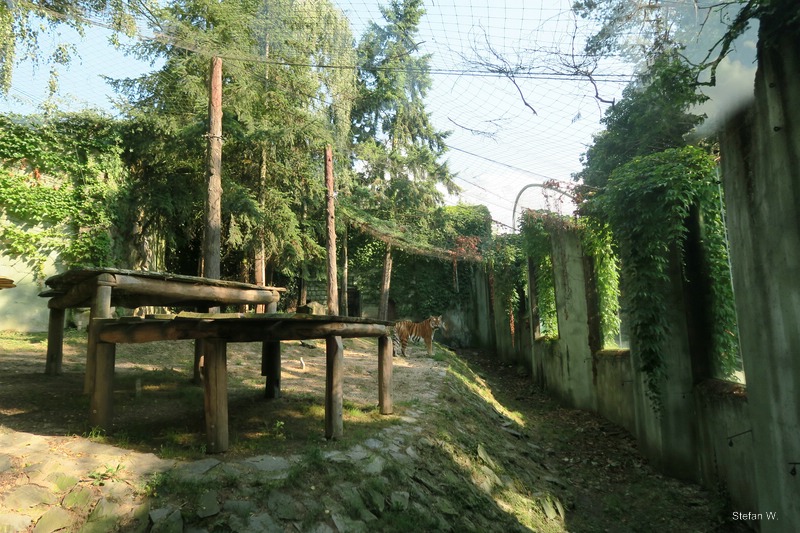 Cat Pavillon - Amur Tiger