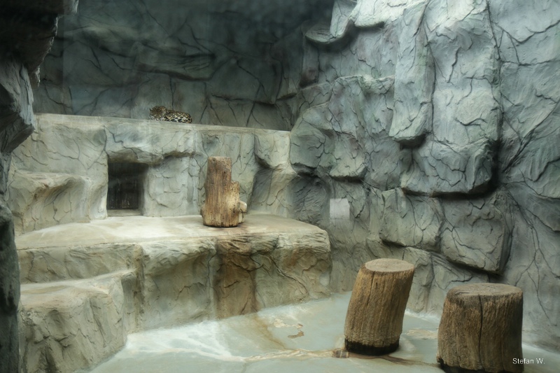 Cat Pavillon & Aquarium - Jaguar inside