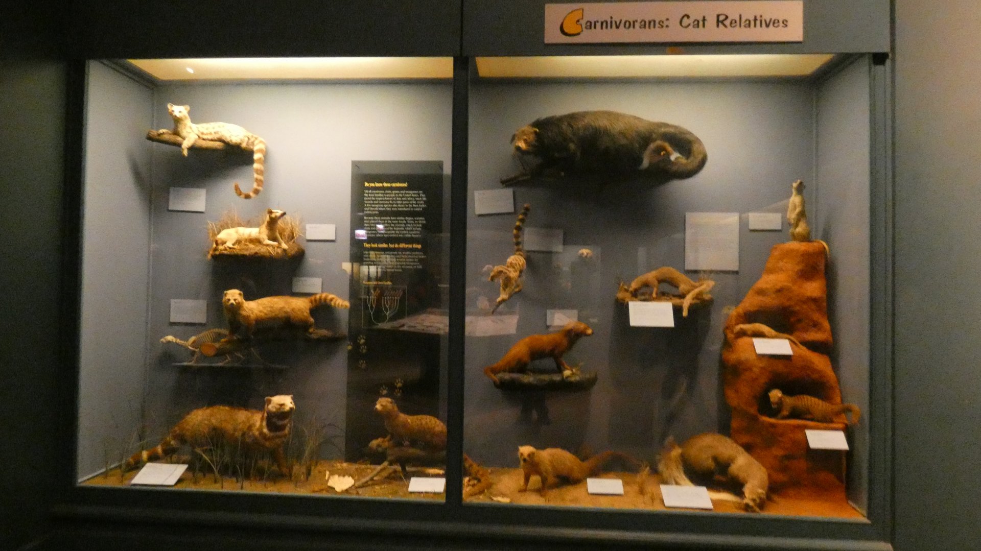 Cat Relatives, Animal Groups - Feb. 2022