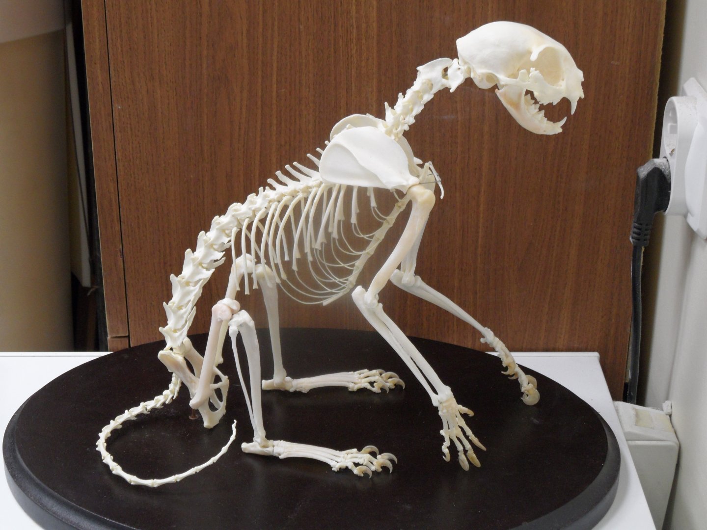 Cat skeleton