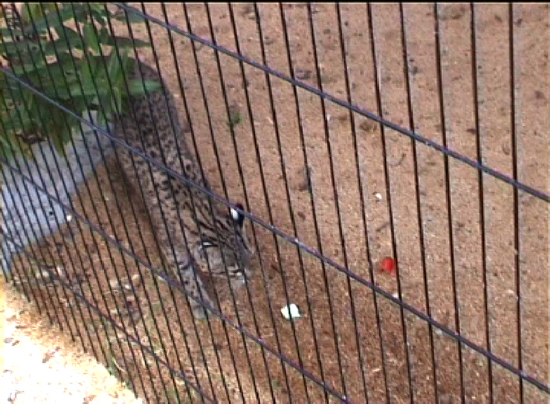 Cat species at Amazon world