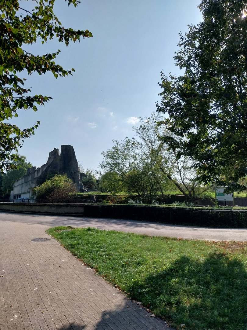 Cat terraces - African lion enclosure