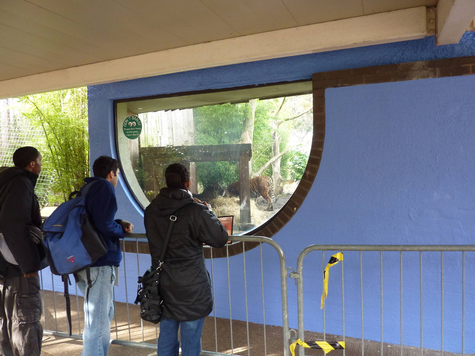 Cat terraces painted