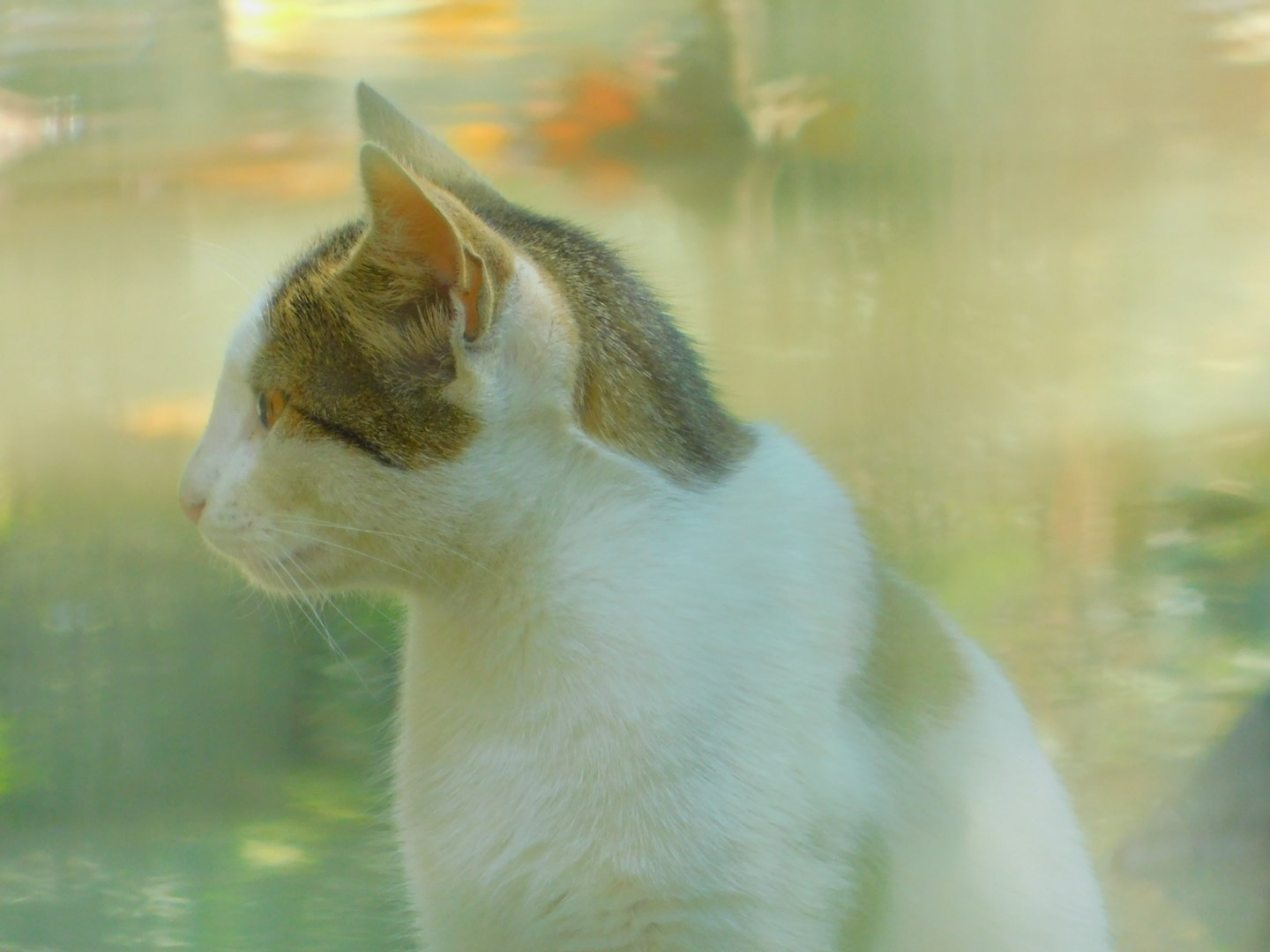 Cat which resides within the Wild Boar enclosure