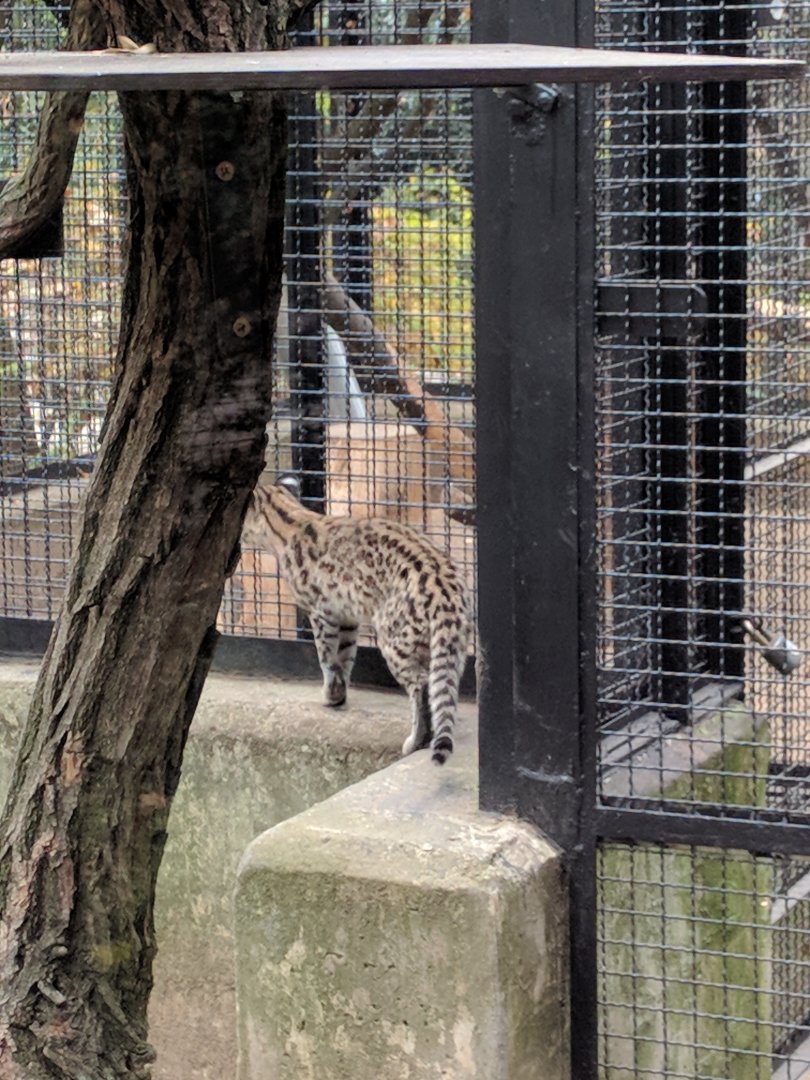 Cat Zoo Praha 2018