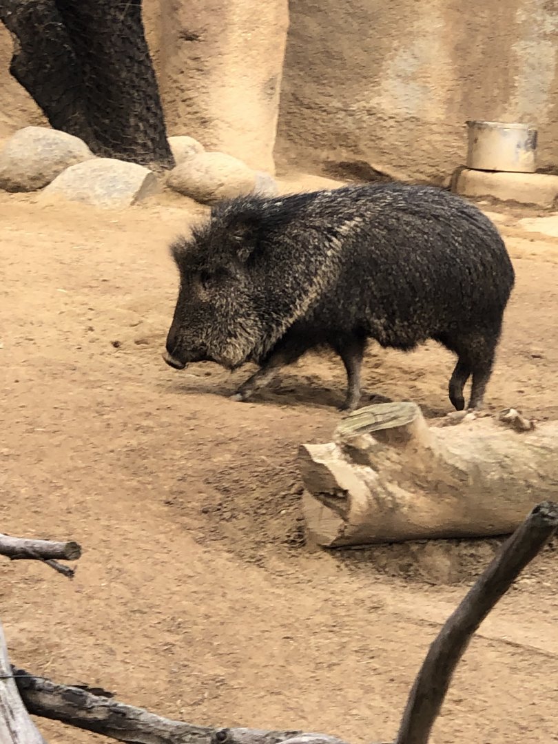 Catagonus wagneri (Chacoan Peccary)