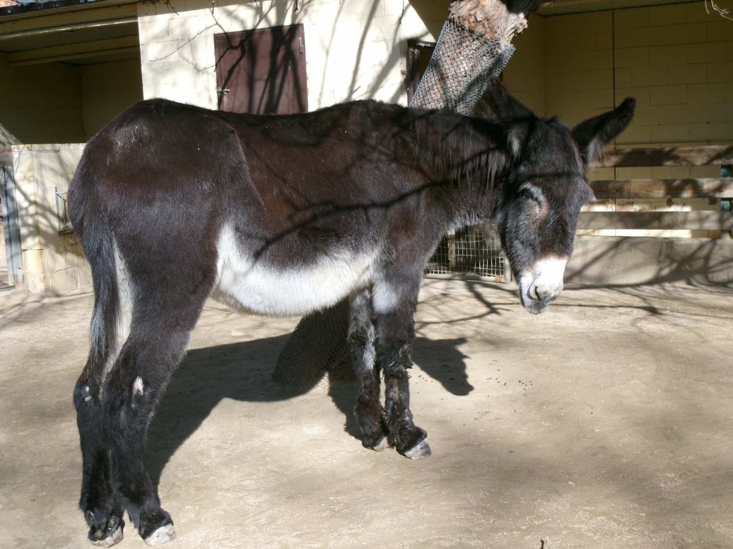Catalan donkey