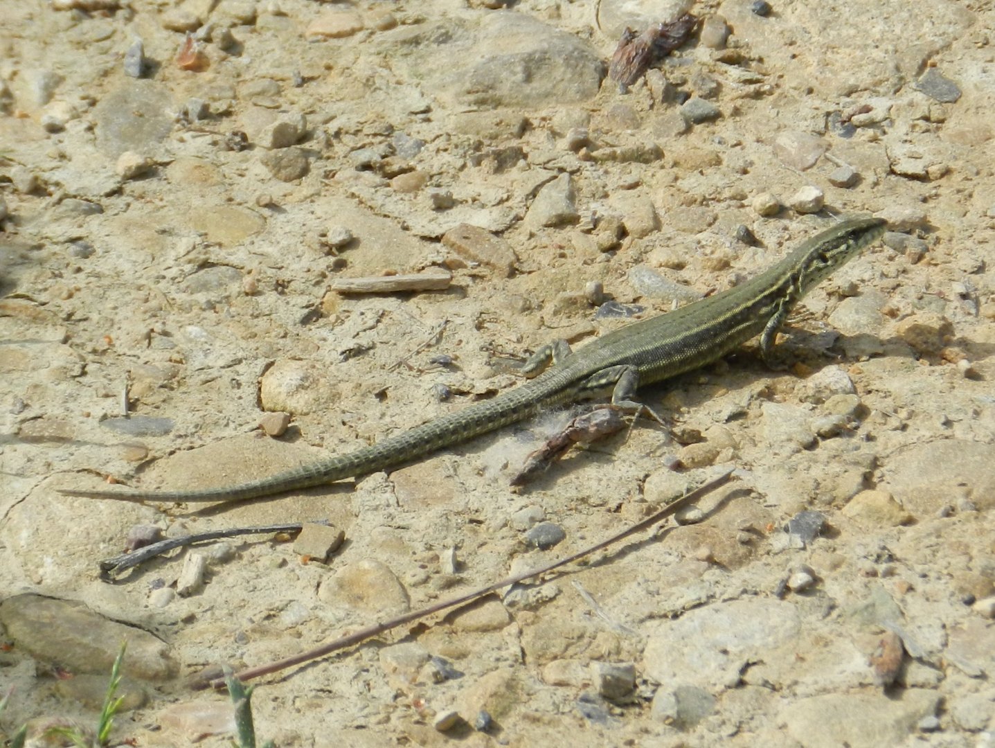 Catalan Wall Lizard (Podarcis liolepis)
