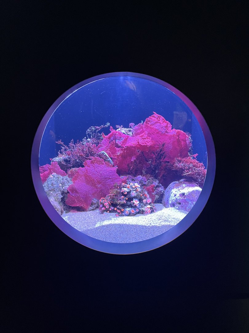 Catalina Goby Exhibit