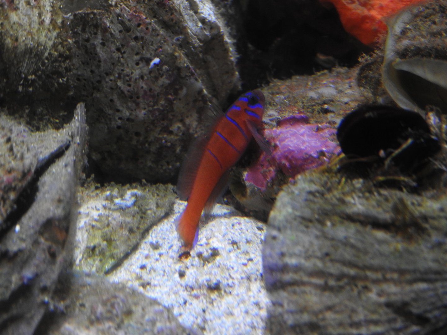 Catalina Goby