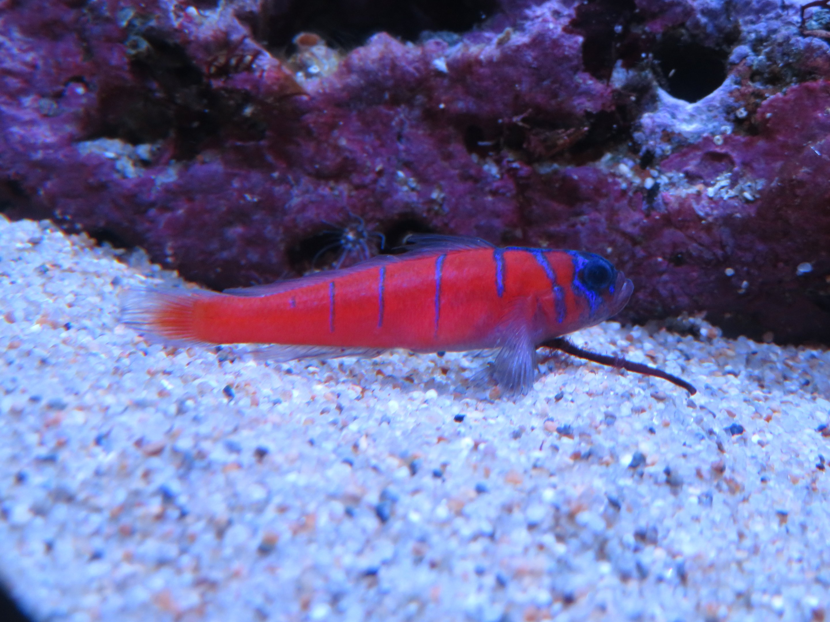 Catalina Goby