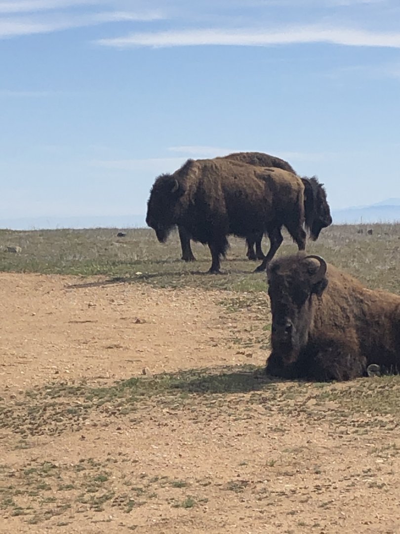 Catalina Island Bison
