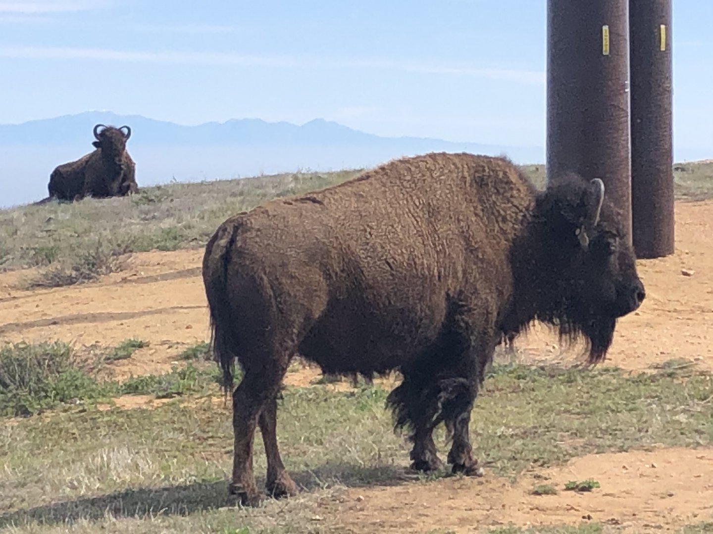 Catalina Island Bison