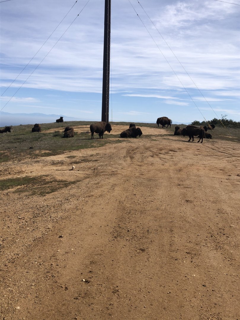 Catalina Island Bison