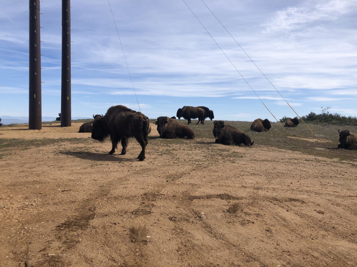 Catalina Island Bison