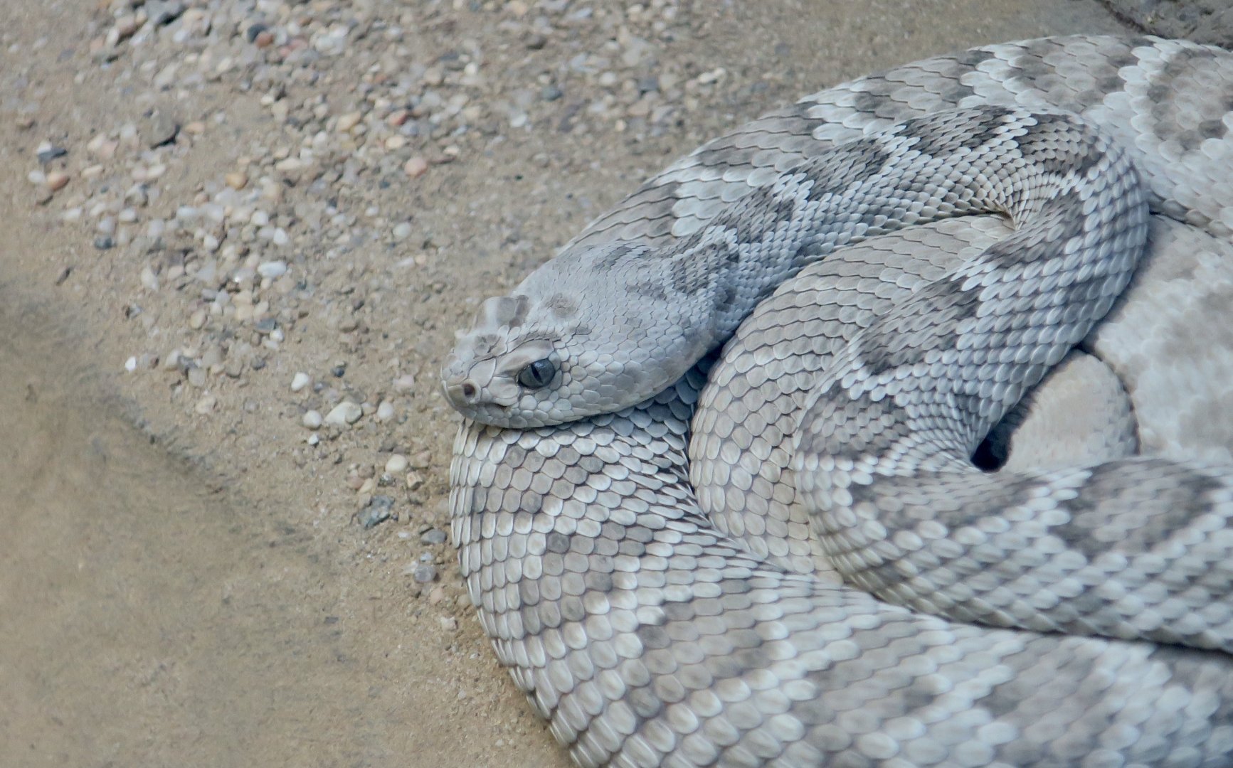 Catalina Island Rattlesnake (Crotalus catalinensis)