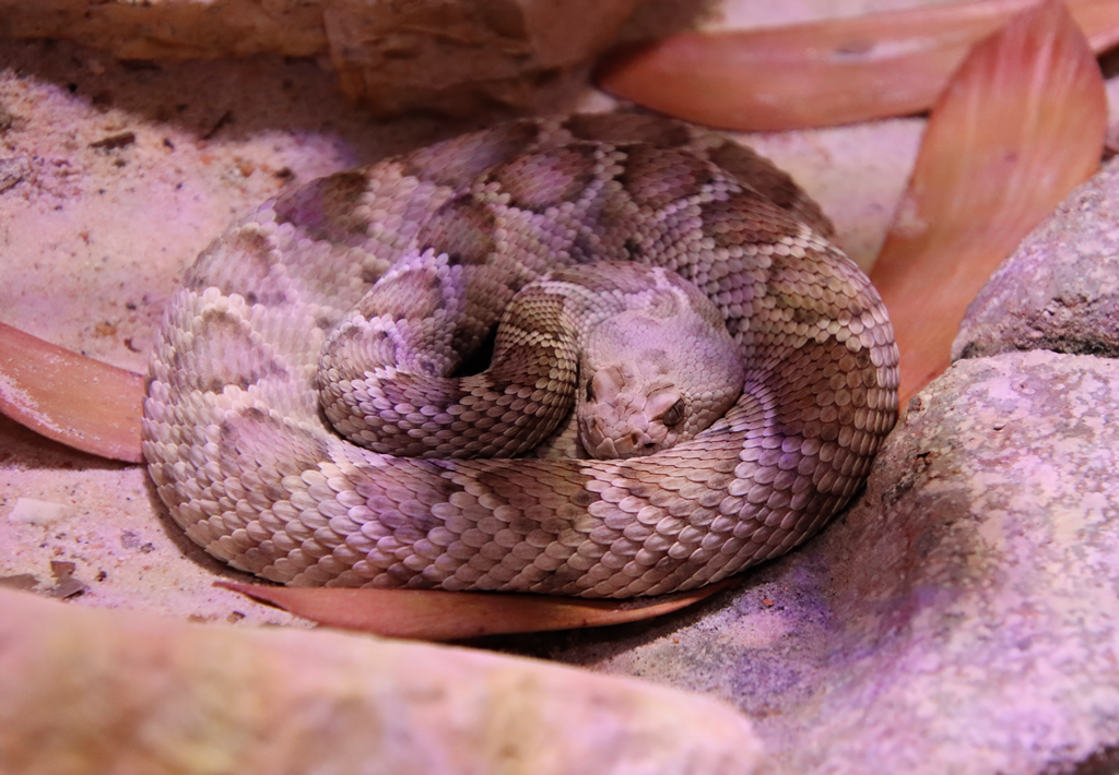 Catalina Island rattlesnake (Crotalus catalinensis)