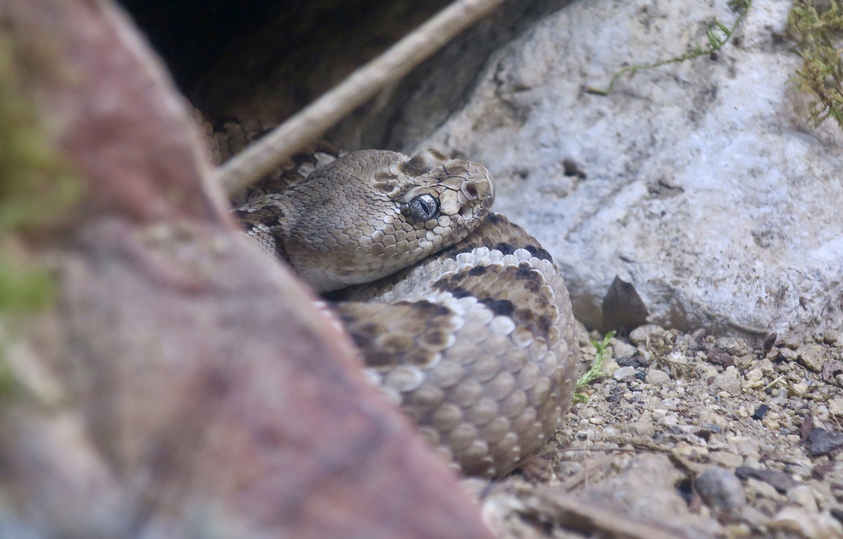 Catalina Island Rattlesnake (Crotalus catalinensis)