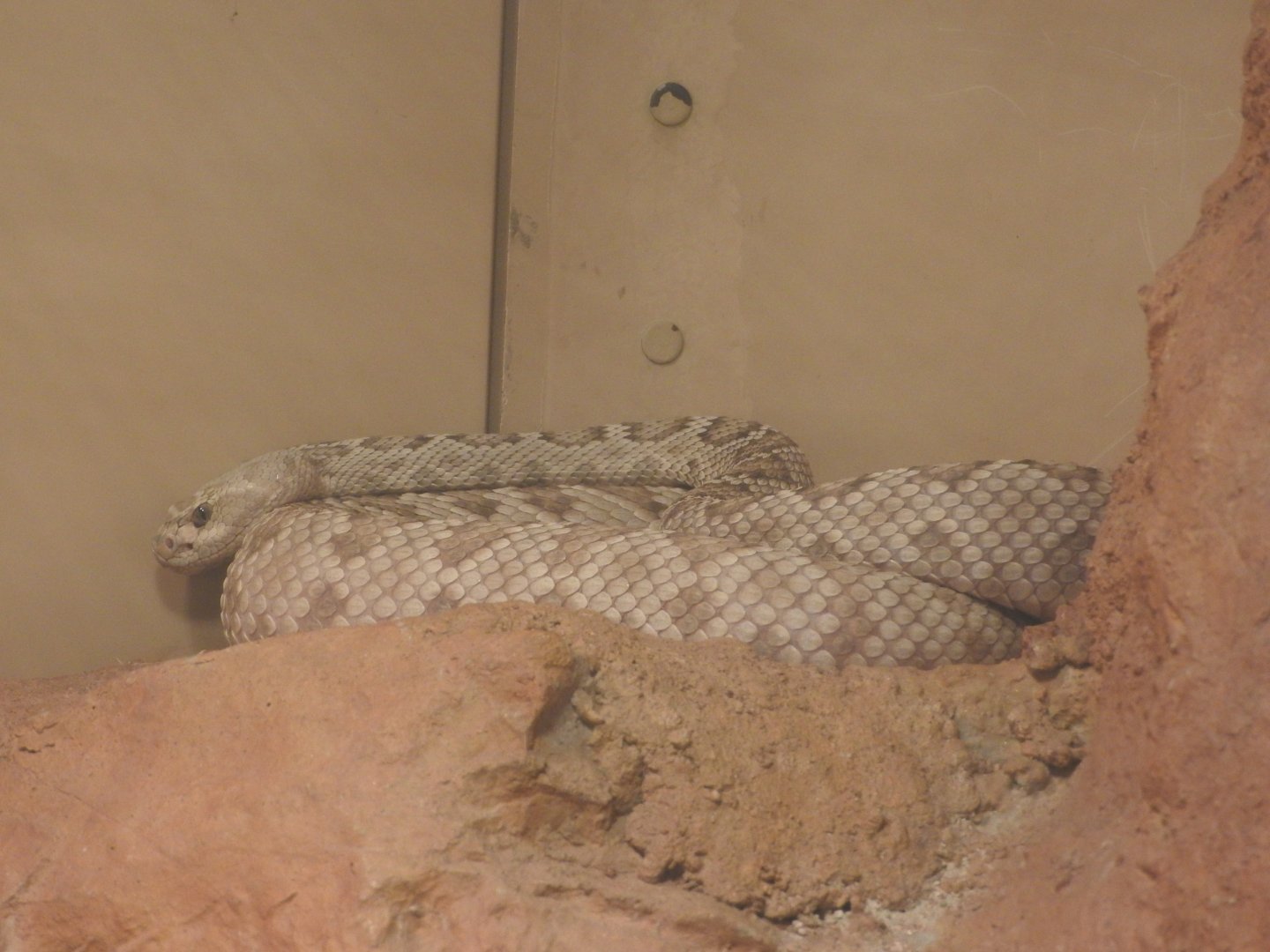 Catalina Island Rattlesnake