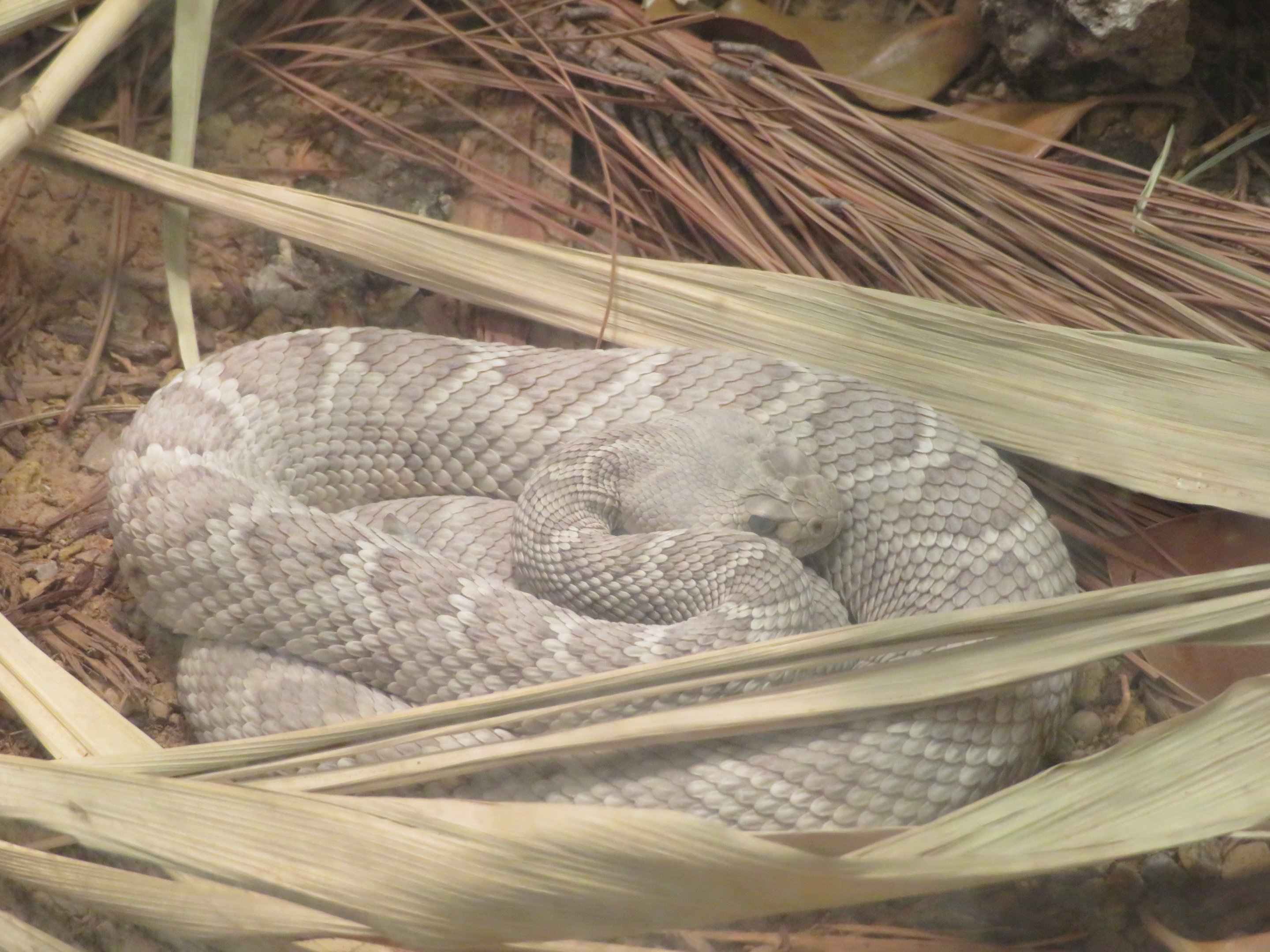 Catalina Island Rattlesnake