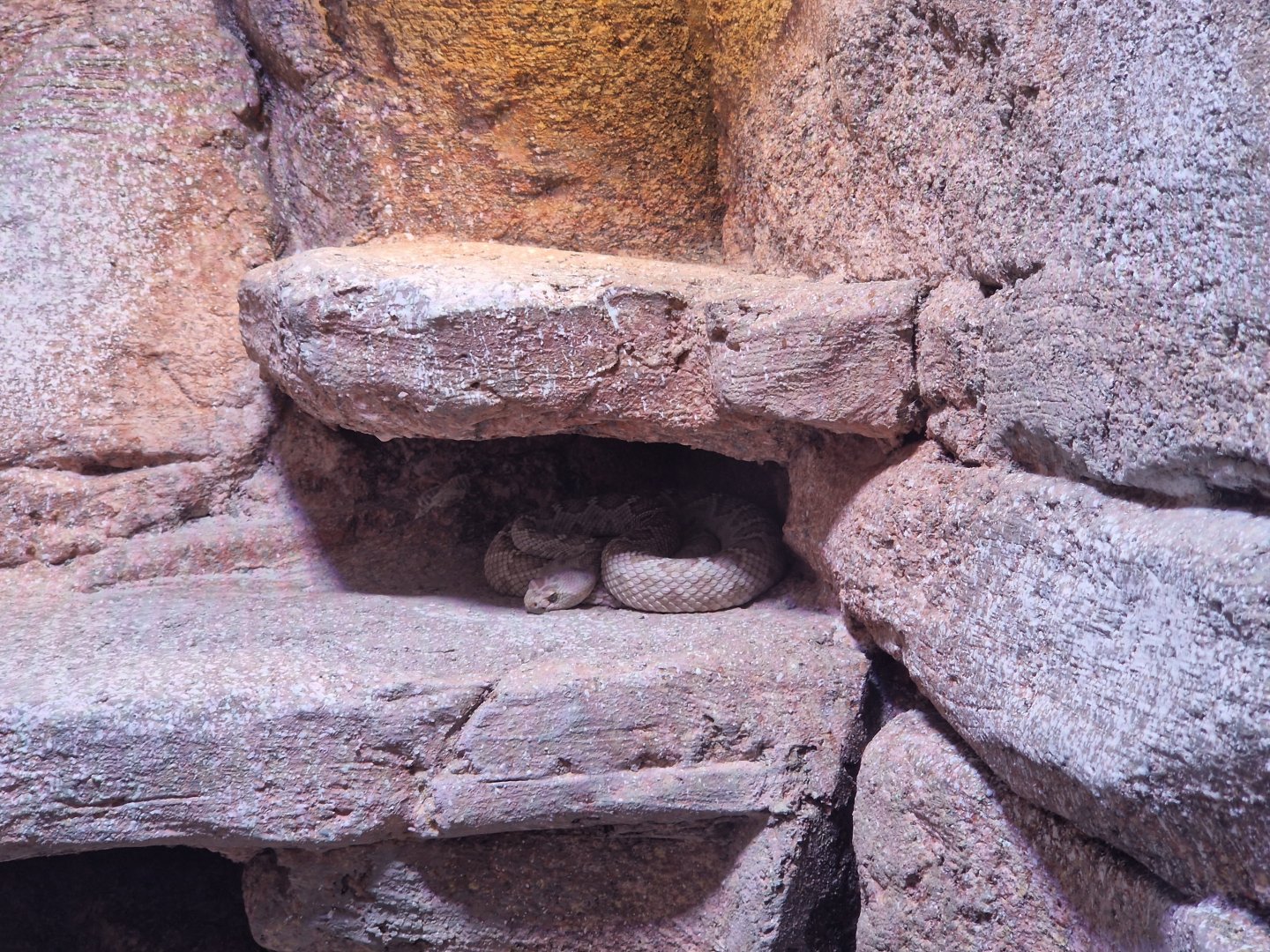 Catalina Island rattlesnake