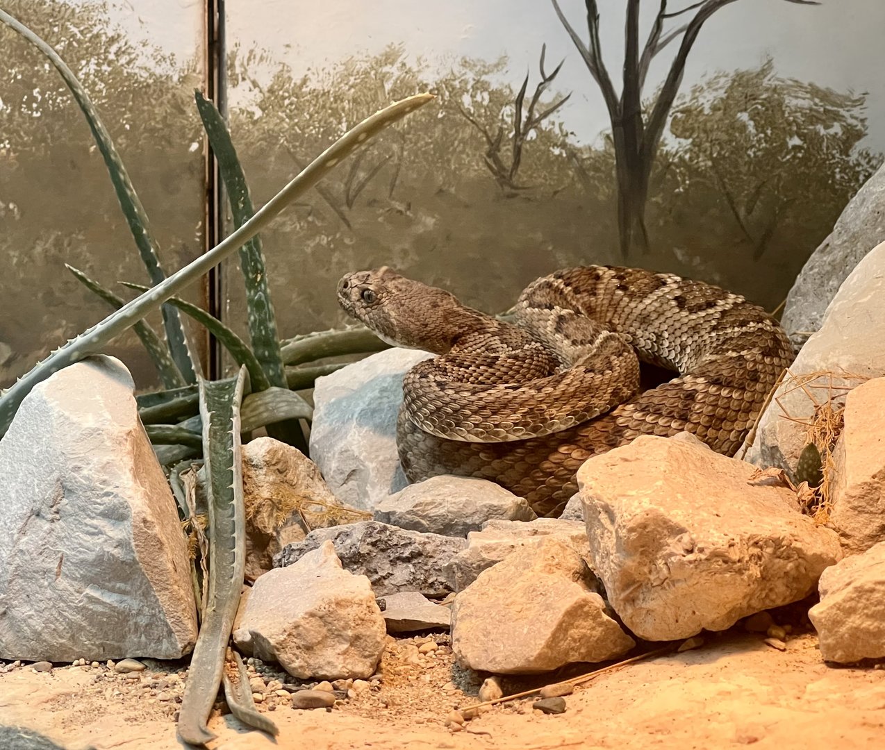 Catalina Island Rattlesnake