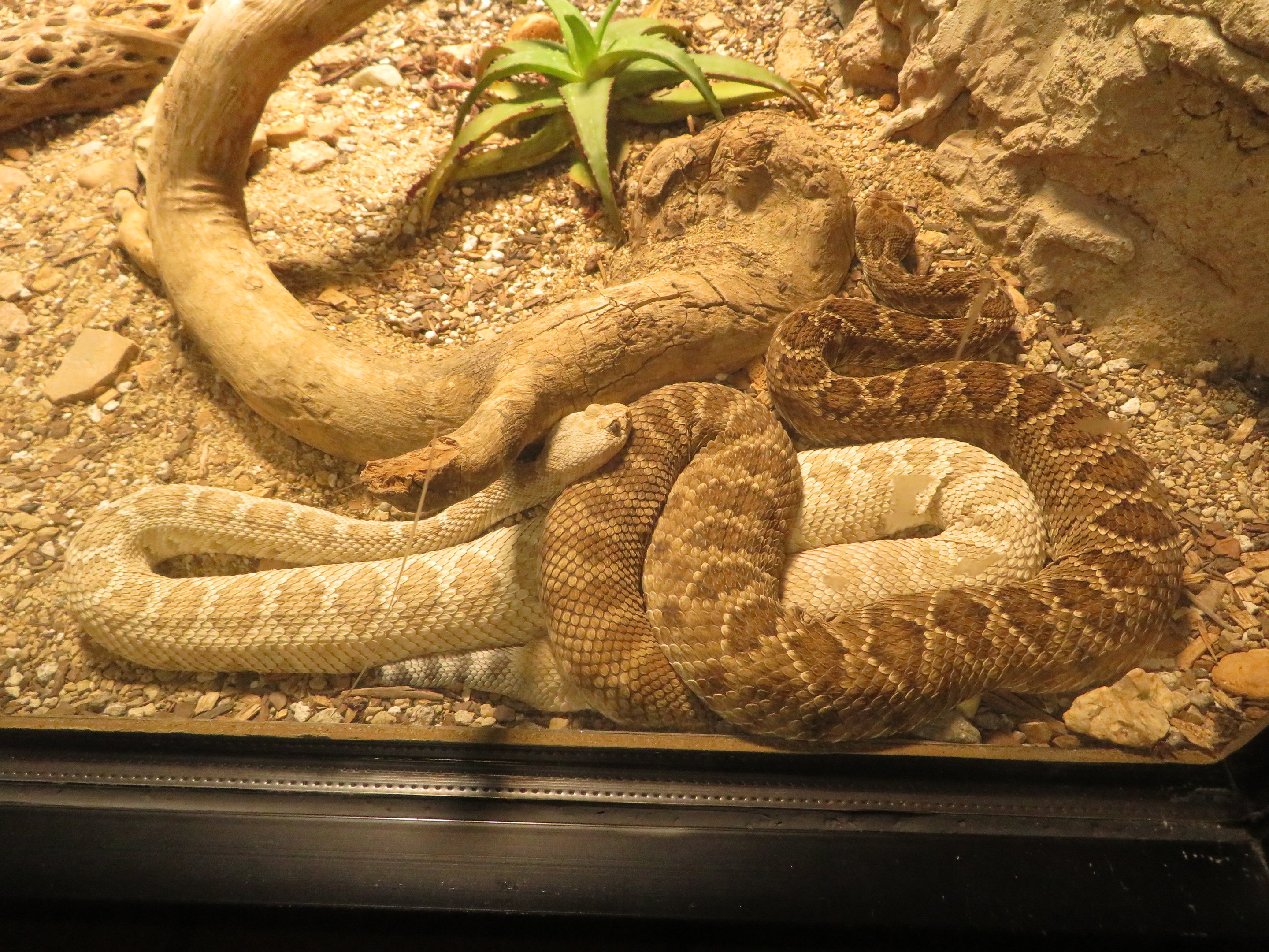 Catalina Island Rattlesnakes