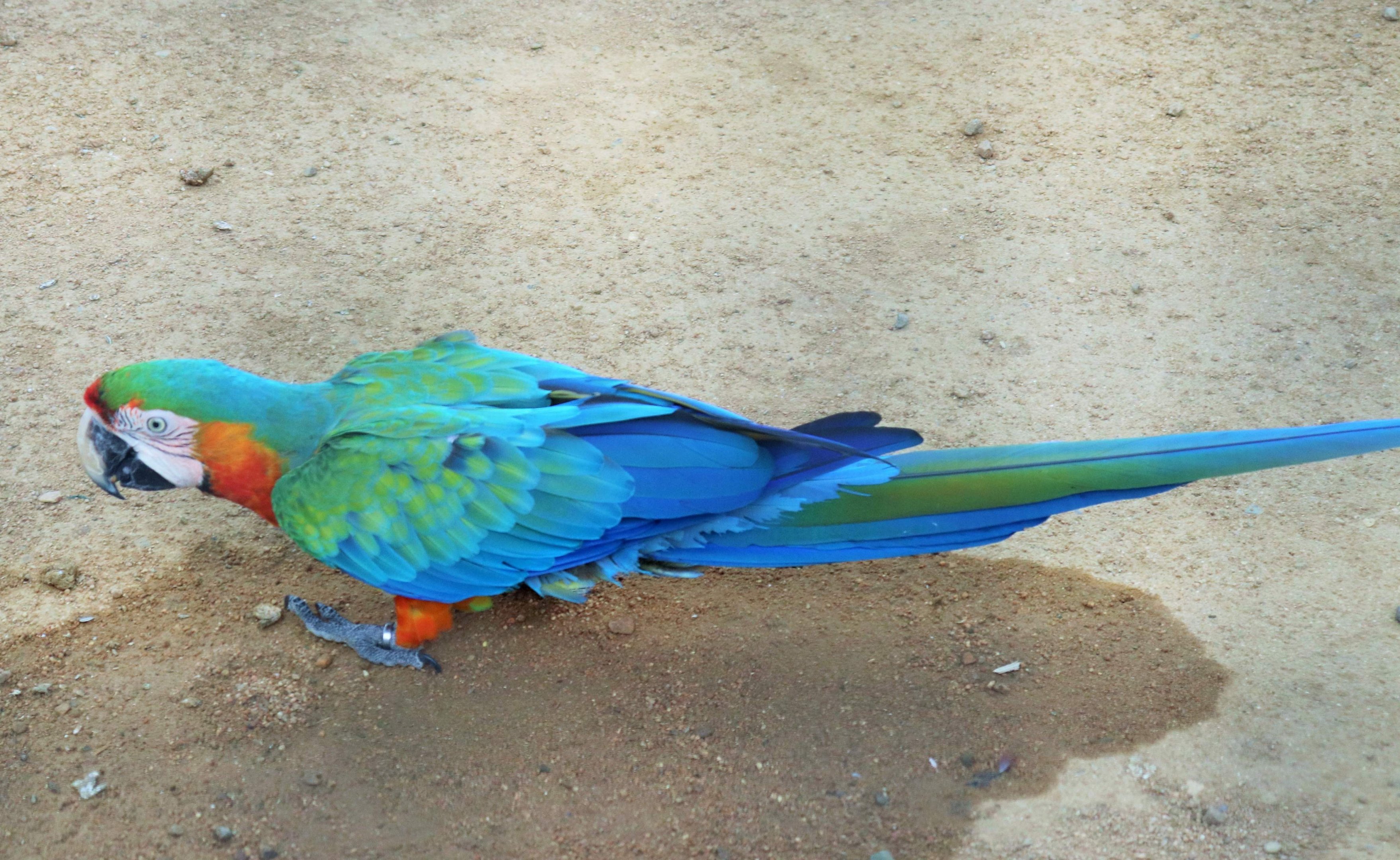 Catalina Macaw (Ara ararauna × Ara macao)
