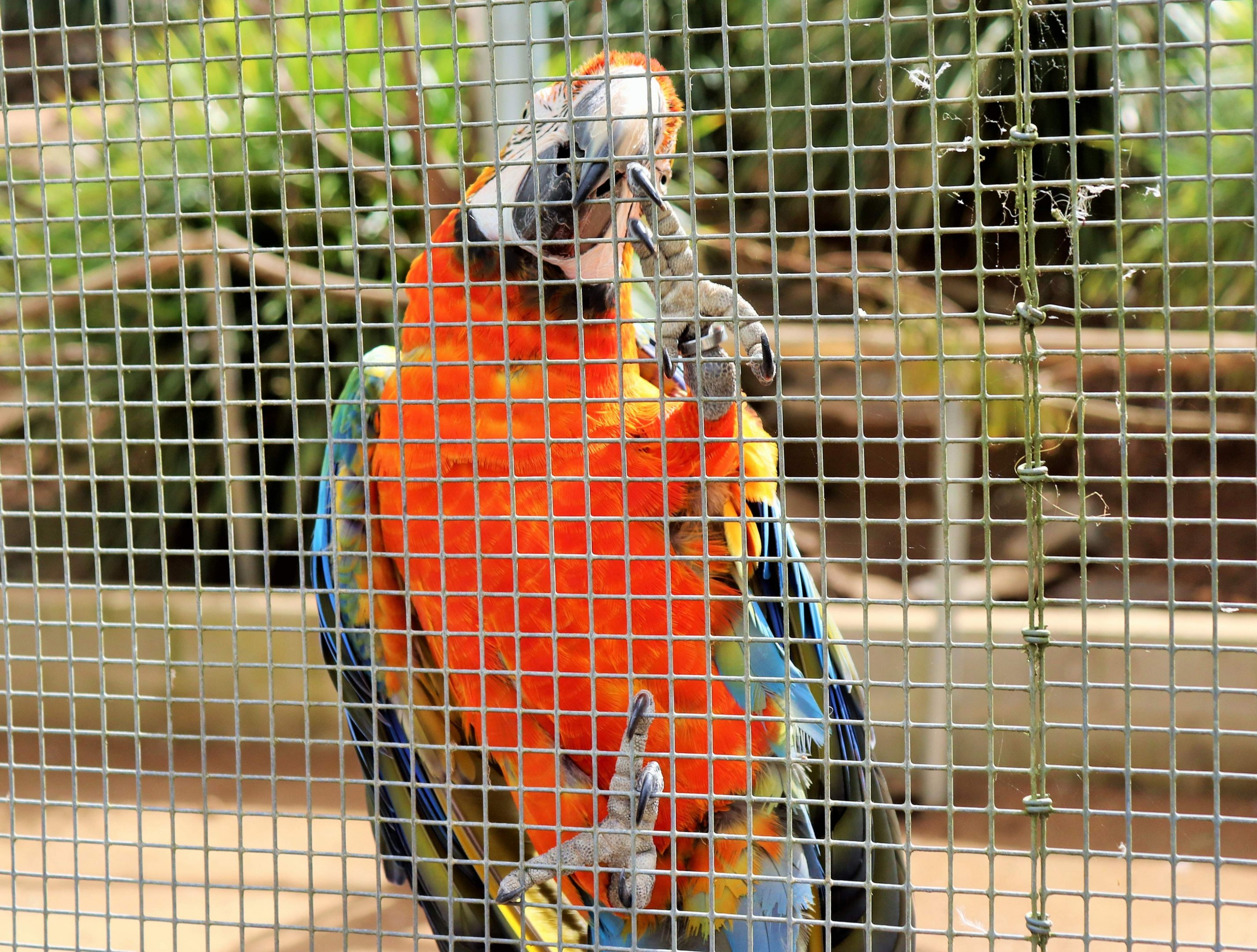 Catalina Macaw (Ara ararauna × Ara macao)