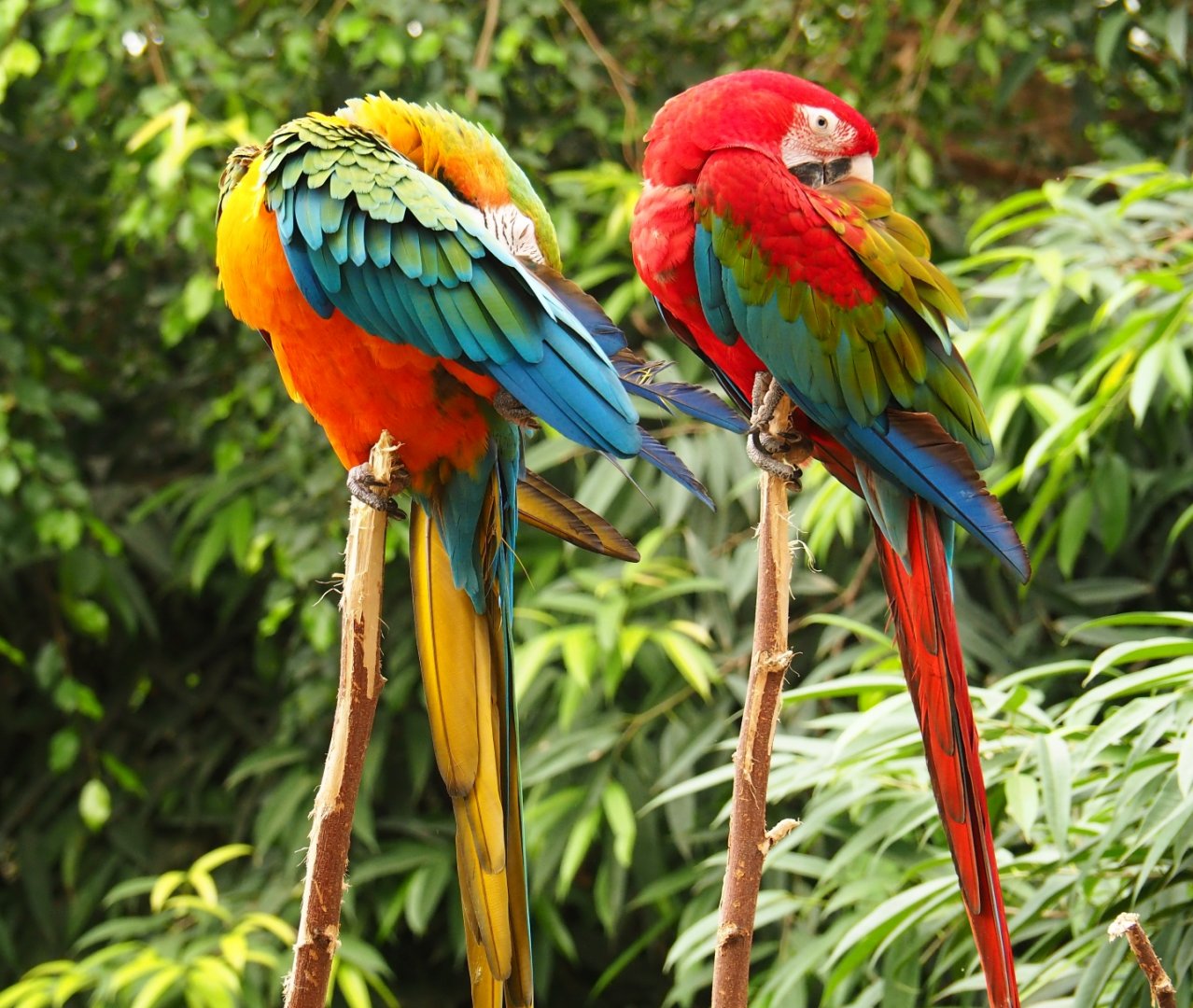 Catalina macaw (Ara ararauna x A. chloroptera) and Green-winged macaw (A. chloroptera), Aug 28th, 2018