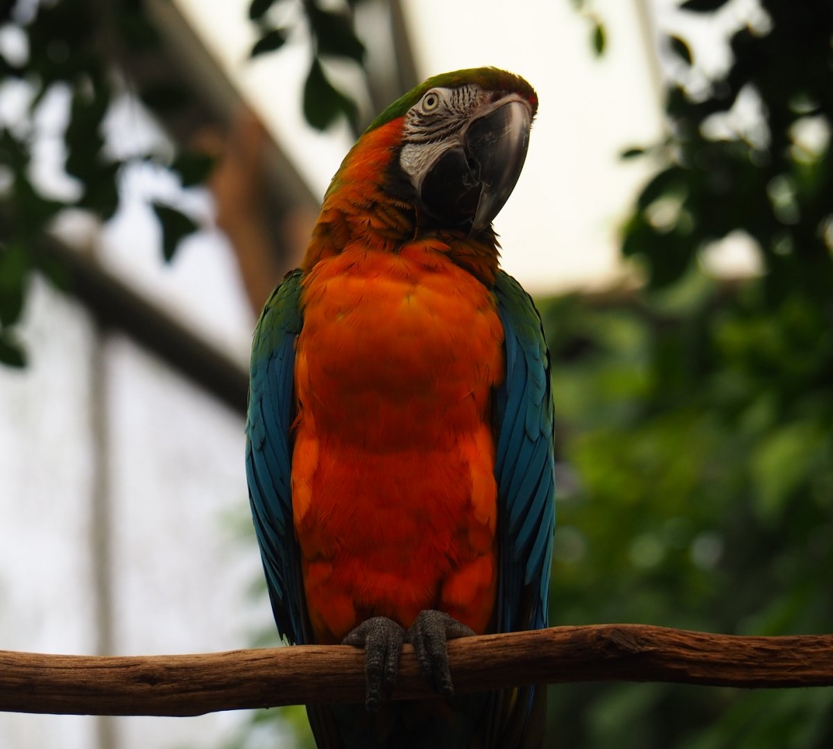 Catalina macaw (Ara ararauna x A. chloroptera), Aug 28th, 2018
