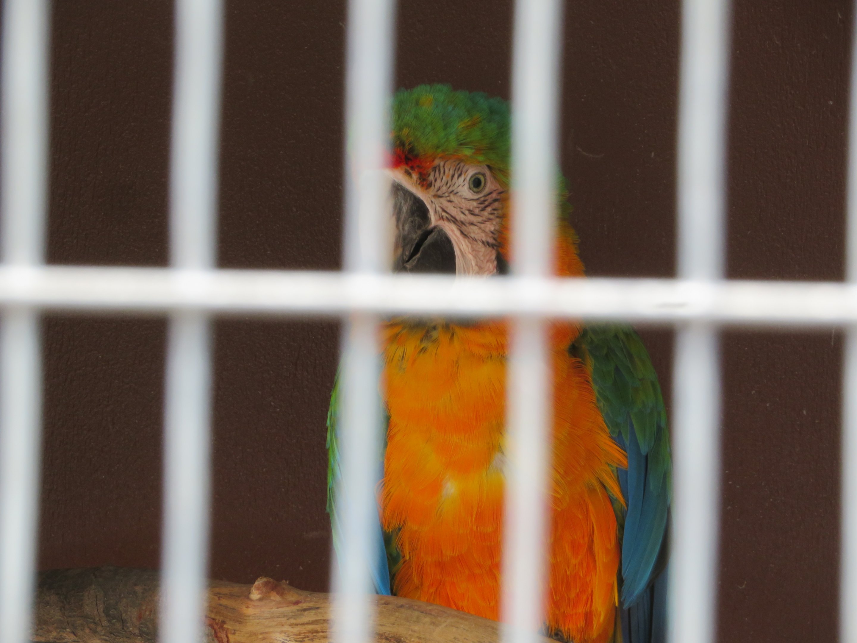 Catalina Macaw Hybrid