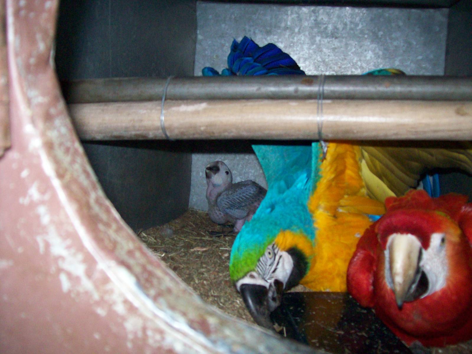 Catalina Macaw & Parents