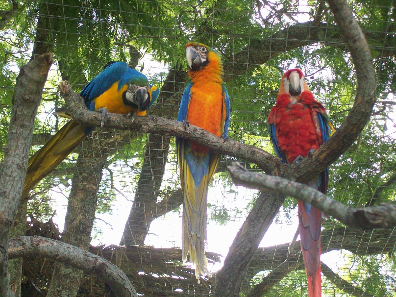 Catalina Macaw & Parents