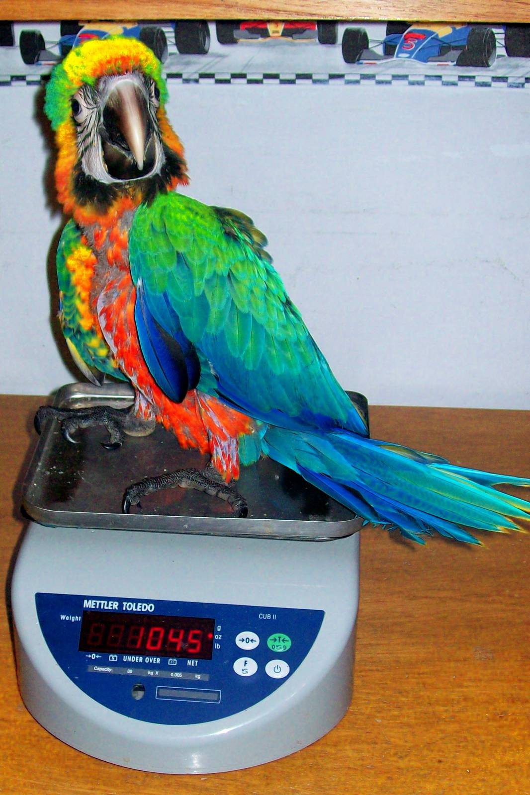 Catalina Macaw