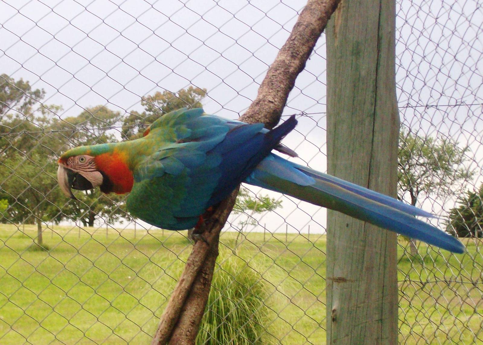 Catalina Macaw