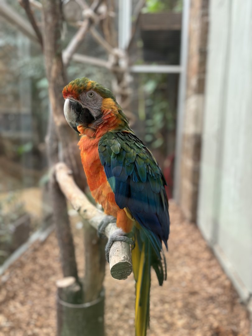 Catalina Macaw