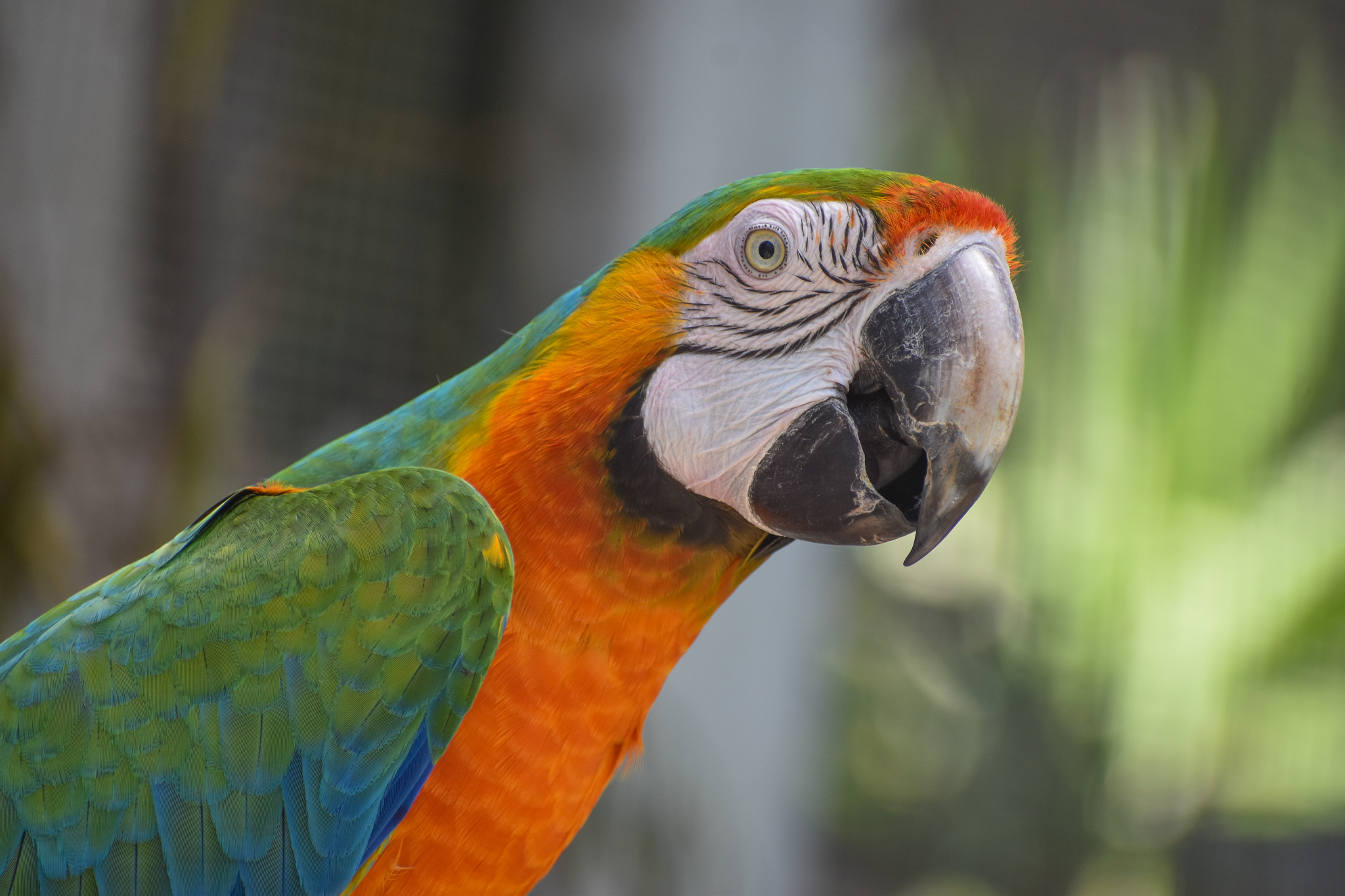 Catalina Macaw